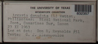 Arcyria denudata image